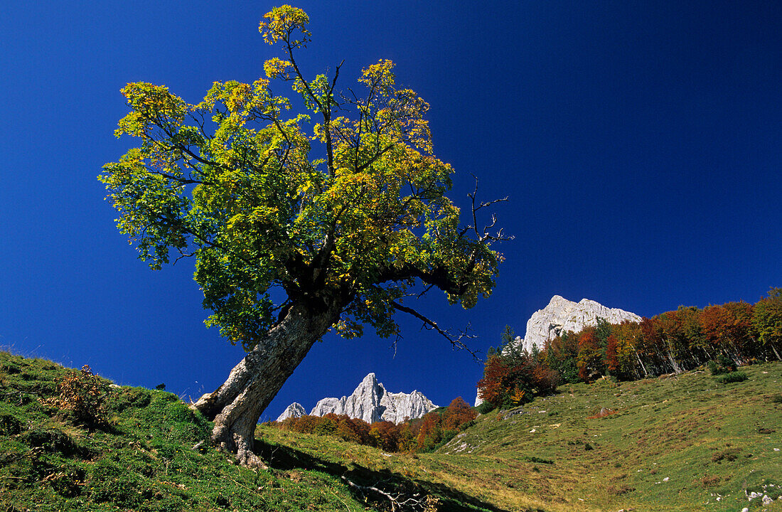 Herbstlich verfärbter Ahorn mit Kaisergebirge, Wilder Kaiser, Tirol, Österreich