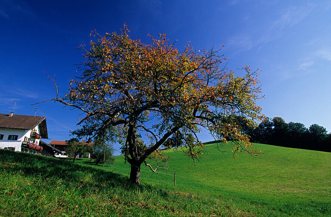 Apple tree in autumn colours in front of farm house, Bad Toelz, Upper Bavaria, Bavaria, Germany