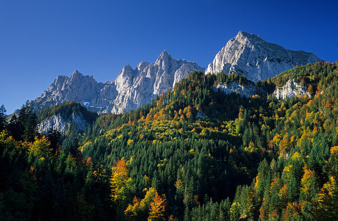Bergwald vor Kaisergebirge im Herbst, Wilder Kaiser, Kaisergebirge, Tirol, Österreich