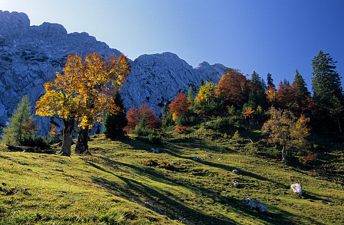herbstlich verfärbte Ahorn und Buchen, Wilder Kaiser, Kaisergebirge, Tirol, Österreich