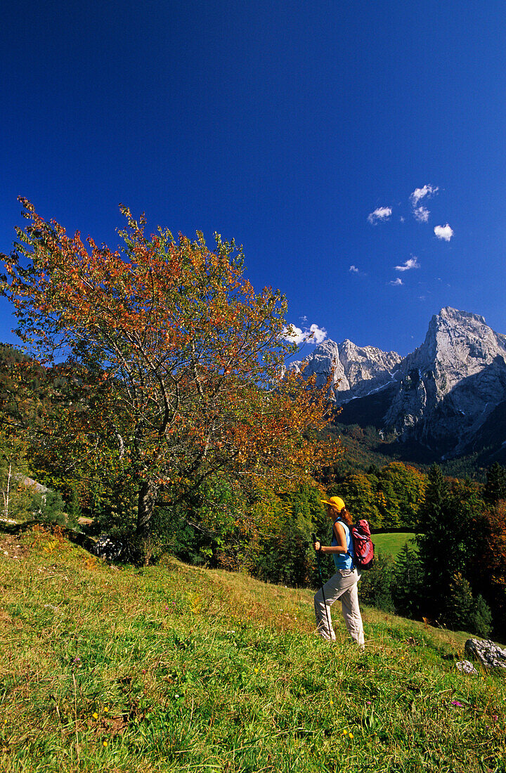 Junge Frau beim Wandern im Kaisergebirge und großer herbstlich verfärbter Kirschbaum, Wilder Kaiser, Tirol, Österreich