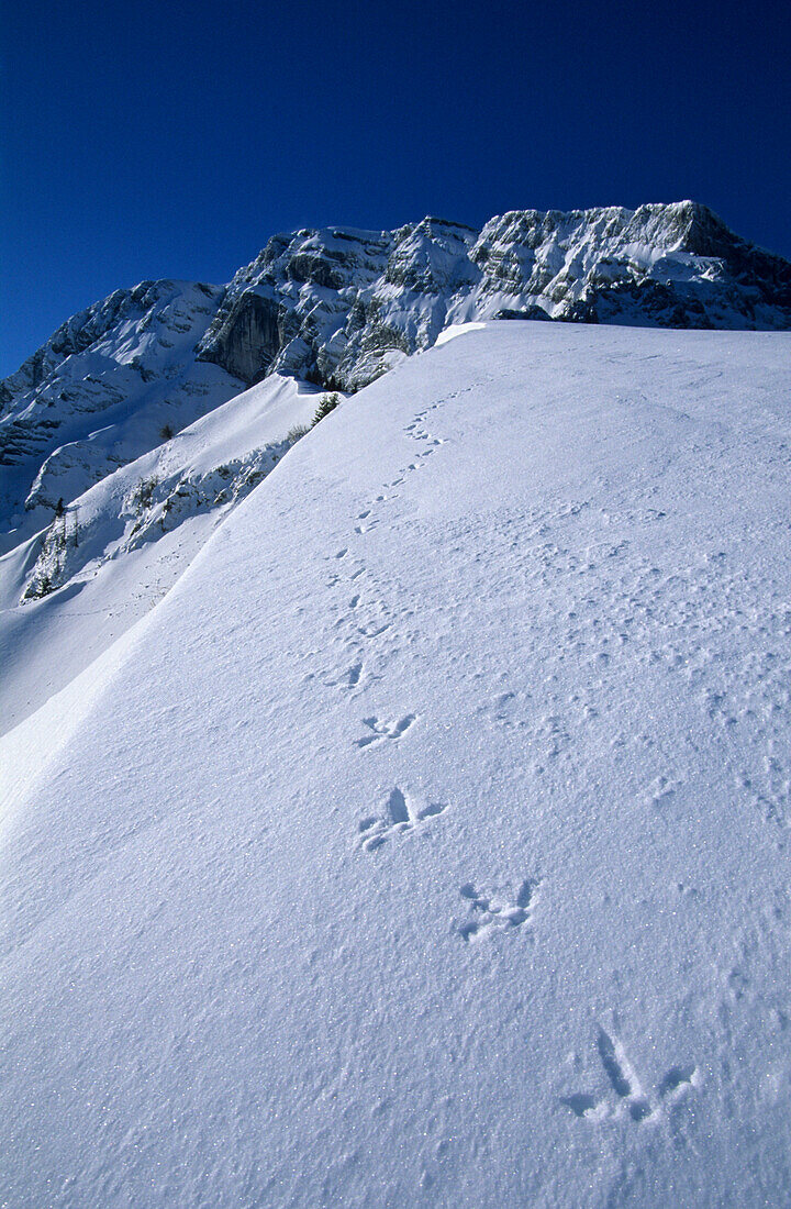 Track of grouse in snow, Hoher Goll in background, Kehlstein, Berchtesgaden range, Bavaria, Germany