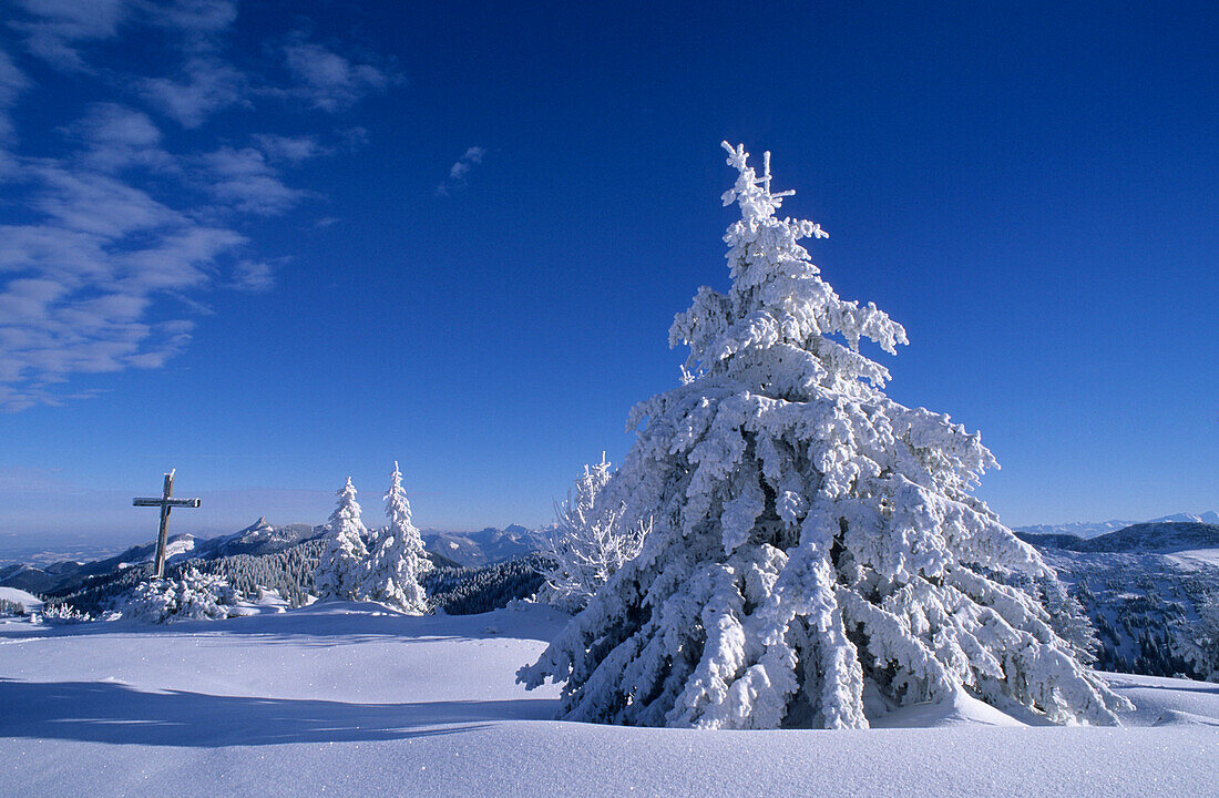 tief verschneite Fichten mit Gipfelkreuz, Hochries, Chiemgauer Alpen, Oberbayern, Bayern, Deutschland