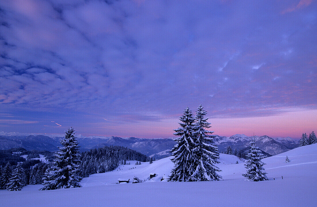 Blick über Winterlandschaft mit Fichten und Heustadl auf Mangfallgebirge in der Morgendämmerung, Spitzstein, Chiemgauer Alpen, Oberbayern, Bayern, Deutschland