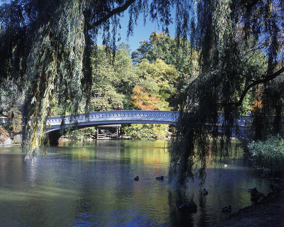 Fall folliage, Bow bridge, Central Park, Manhattan, New York, USA