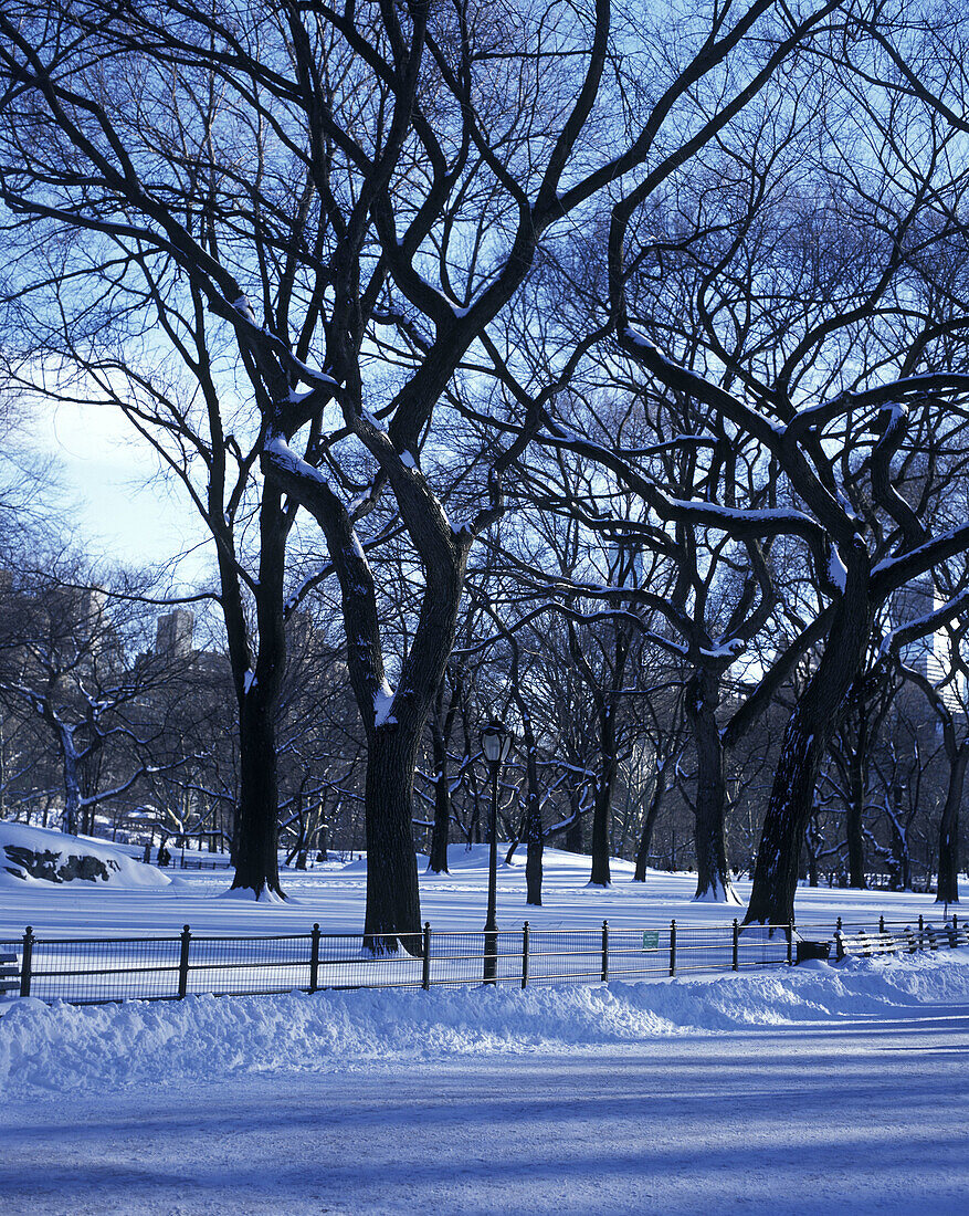 Snow, Elm trees, The mall, Central Park, Manhattan, New York, USA