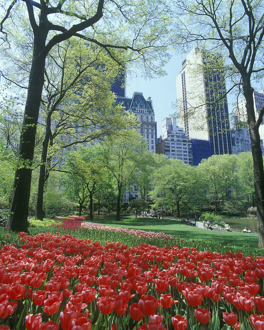 Tulips, Pond, Central Park, Mid-town, Manhattan, New York, USA