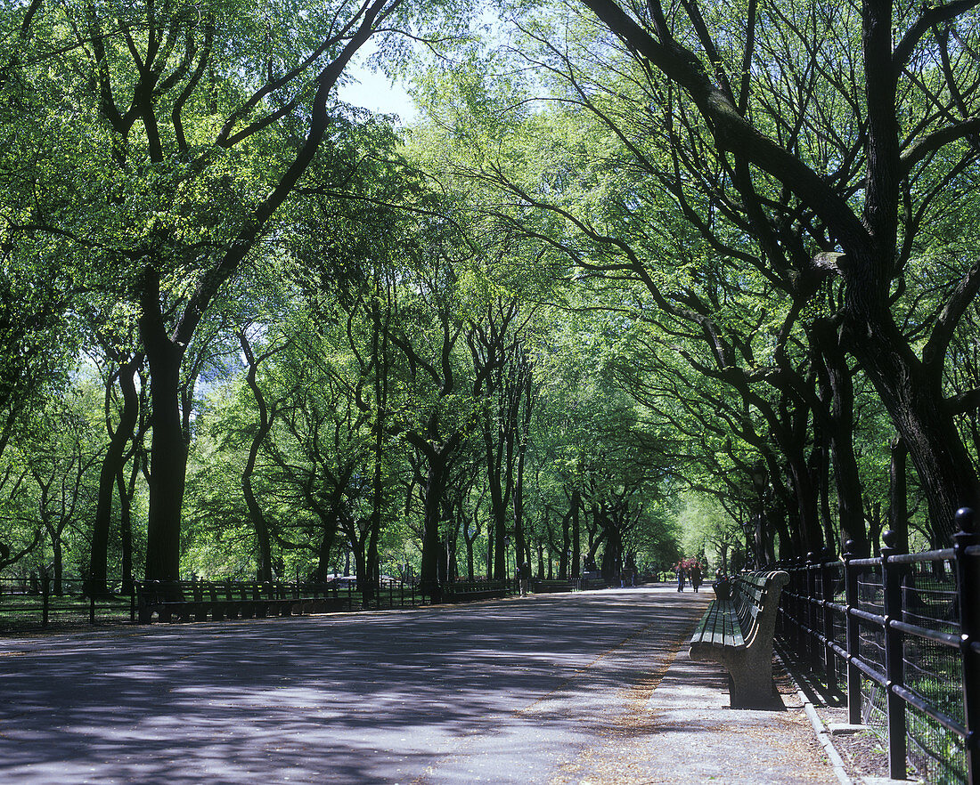 Elm trees, The mall, Central Park, Manhattan, New York, USA