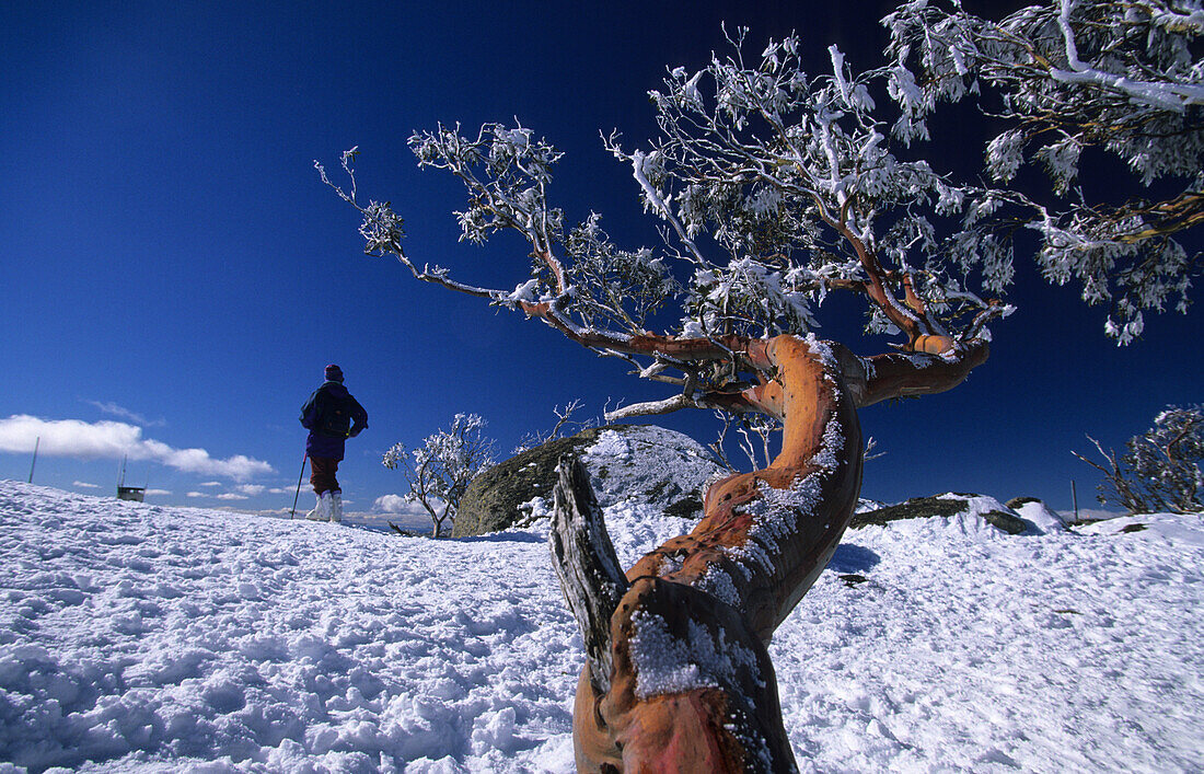 Ein Skifahrer und Schnee Eukalyptus im Skigebiet Perisher Blue, Kosciuszko National Park, New South Wales, Australien