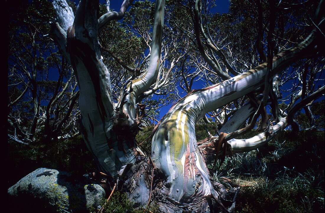 Schnee Eukalypten nahe Charlottes Pass, Kosciuszko National Park, New South Wales, Australien