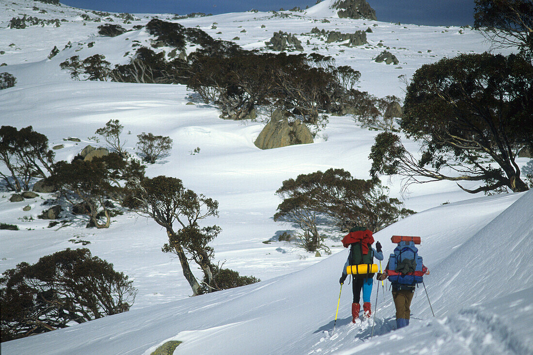 Two people on a ski mountaineering tour, acent from Schlink Hut to the Rolling Grounds, Kosciuszko National Park, New South Wales, Australia
