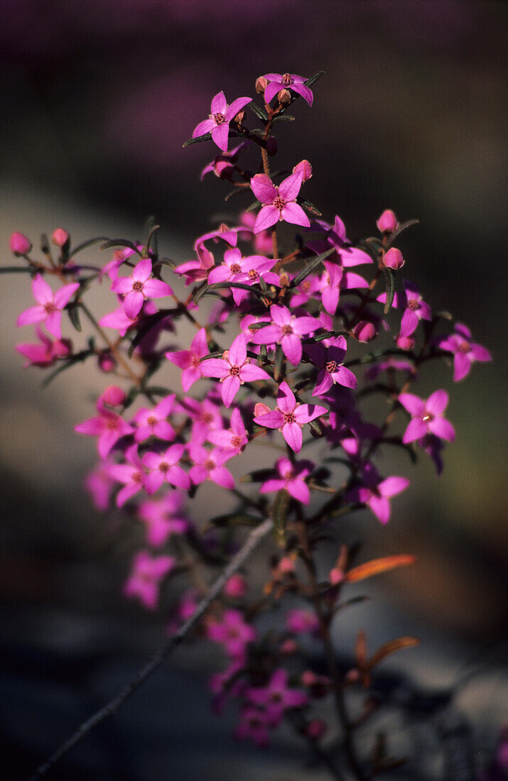 Close up of flowering Baronia, Ku-ring-gai Chase National Park, New South Wales, Australia
