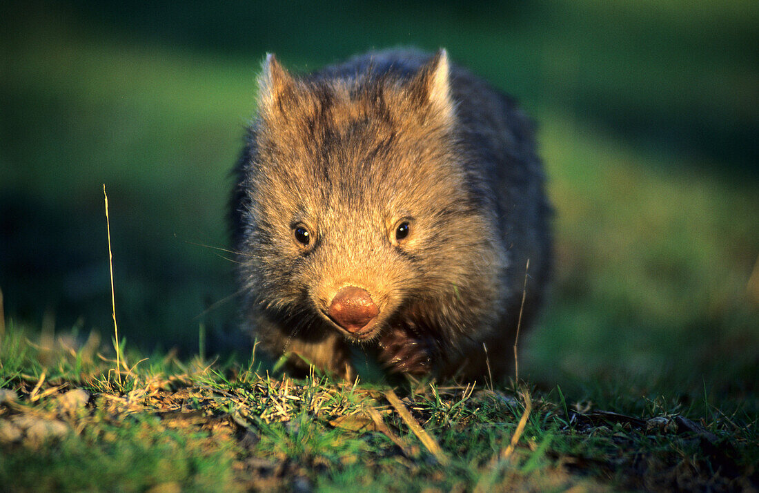 Nahaufnahme von einem jungen Wombat, Blue Mountains National Park, New South Wales, Australien