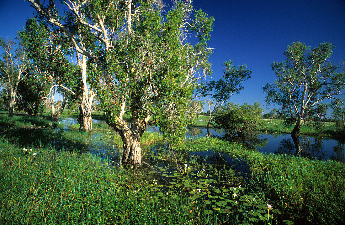 Das Feuchtgebiet Yellow Water, Kakadu National Park, Northern Territory, Australien