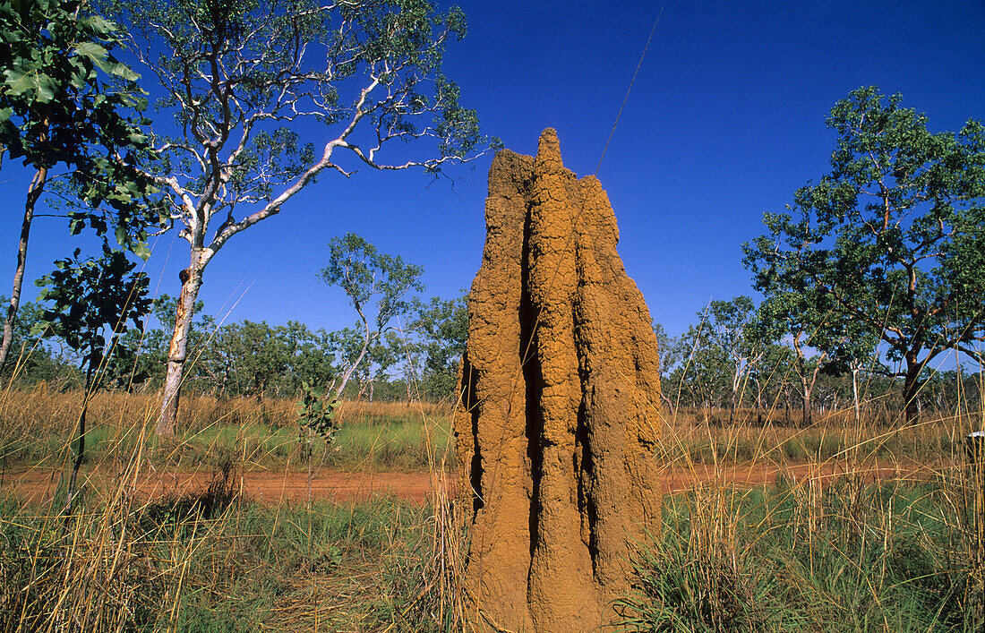 Termite hill, mound, Kakadu National Park, Northern Territory, Australia