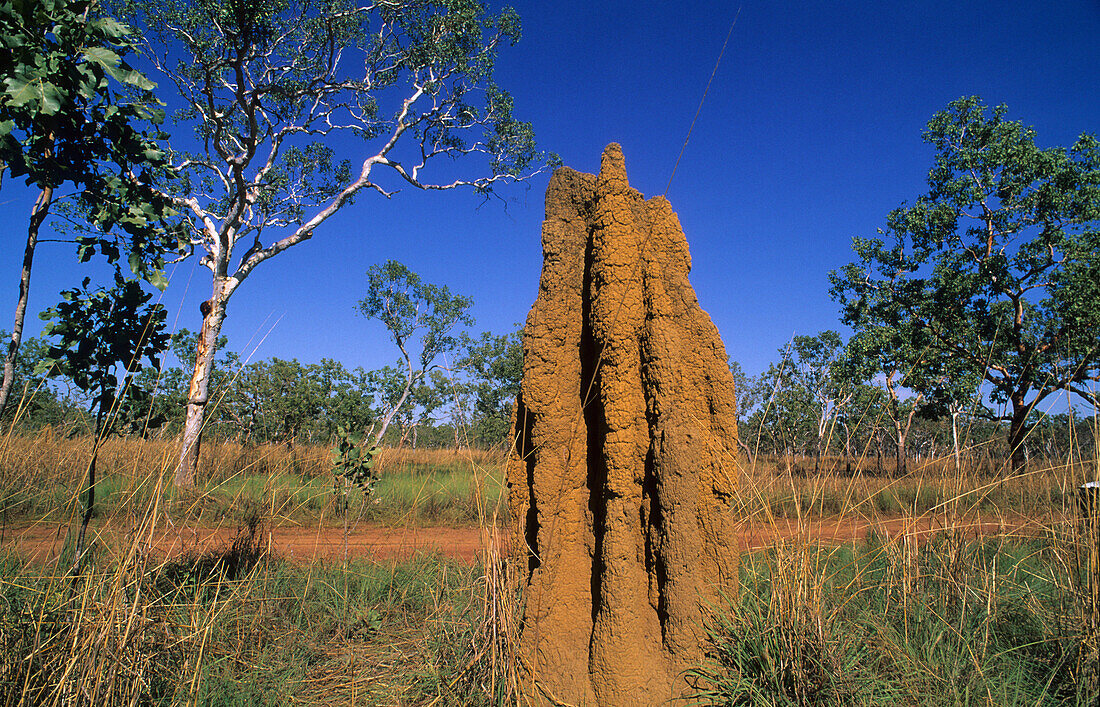 Termiten Burg, Kakadu National Park, Northern Territory, Australien