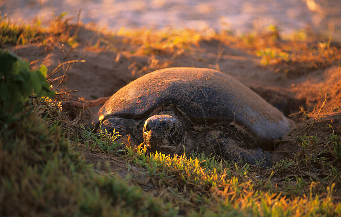 Sea turtle laying eggs on the beach of the island, Heron Island, Great Barrier Reef, Australia