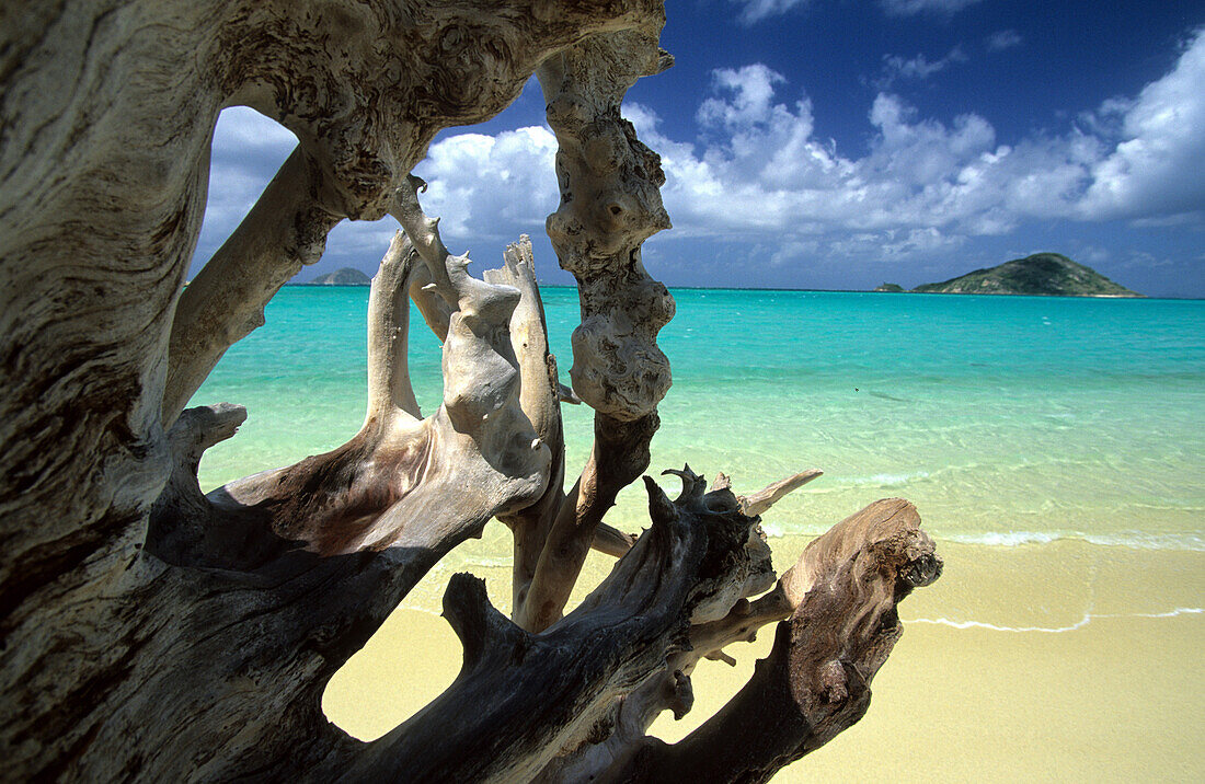 Driftwood on One Tree Coconut Beach, Blue Lagoon, Lizard Island, Great Barier Reef, Australia