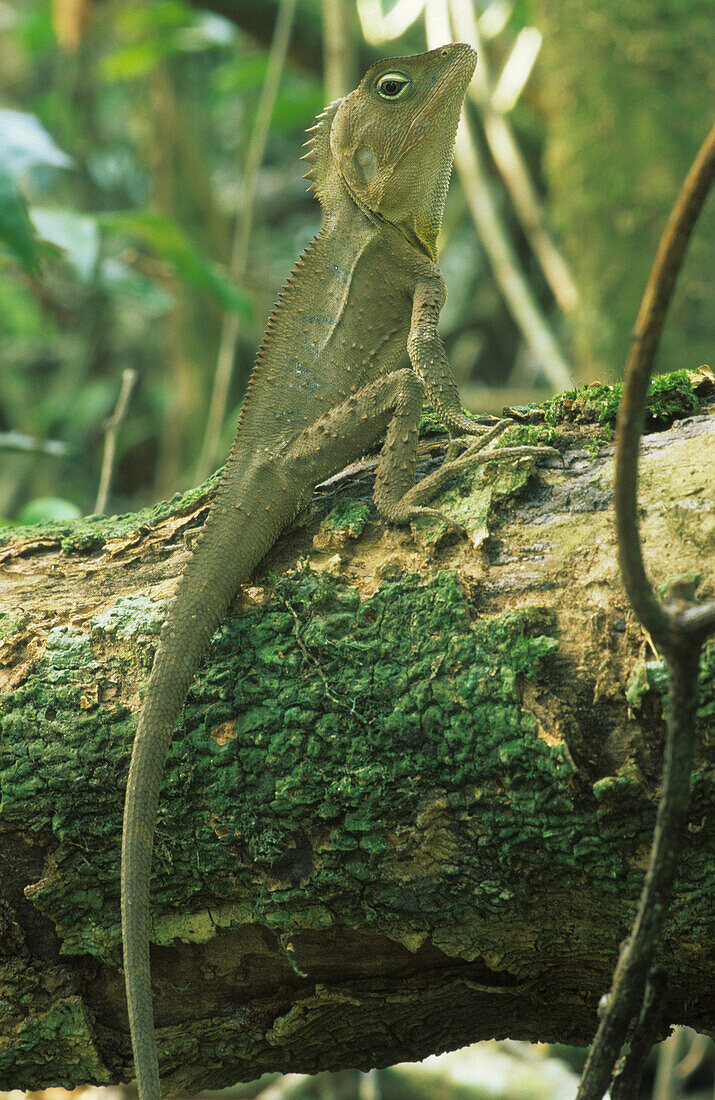 Östliche Wasseragame im Regenwald, Lamington National Park, Queensland, Australien