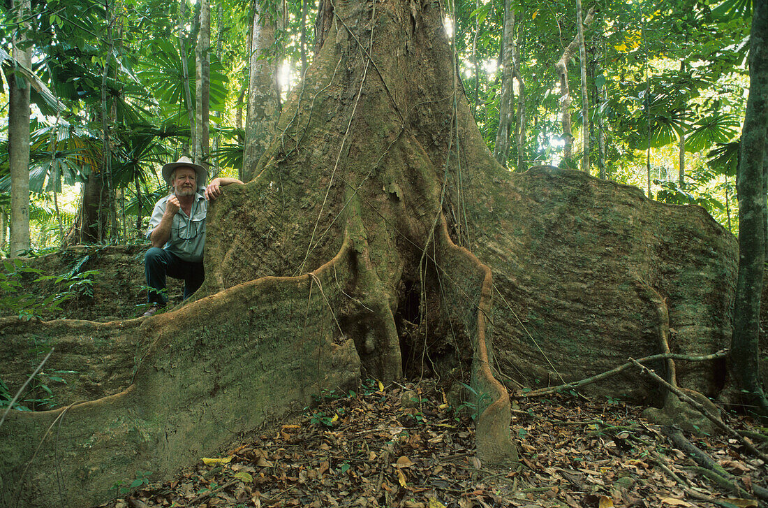 Man standing behind a tree, lowland rainforest, Cape Tribulation National Park, Queensland, Australia