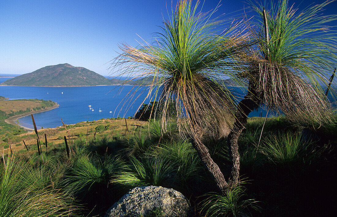 Grasbäume wachsen auf dem Gipfel des Mt. Oldfield auf Lindeman Island, Whitsunday Islands, Great Barrier Reef, Australien