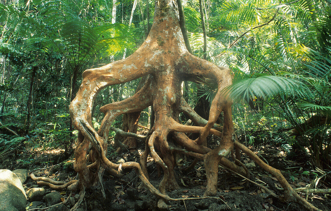 tropical rainforest along South Zoe Creek along the Thorseborn Track, Hinchinbrook Island, Queensland, Australia