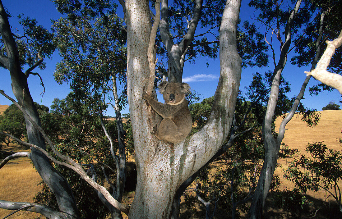 Koala in gum tree, Kangaroo Island, South Australia, Australia