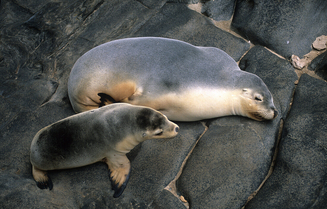 Sea lions near Admirals Arch in Flinders Chase National Park, Kangaroo Island, South Australia, Australia