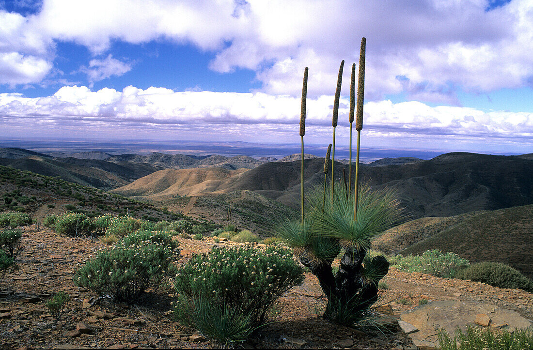 Grasbaum in den kahlen Hügeln der Bunkers, Flinders Ranges, Südaustralien, Australien