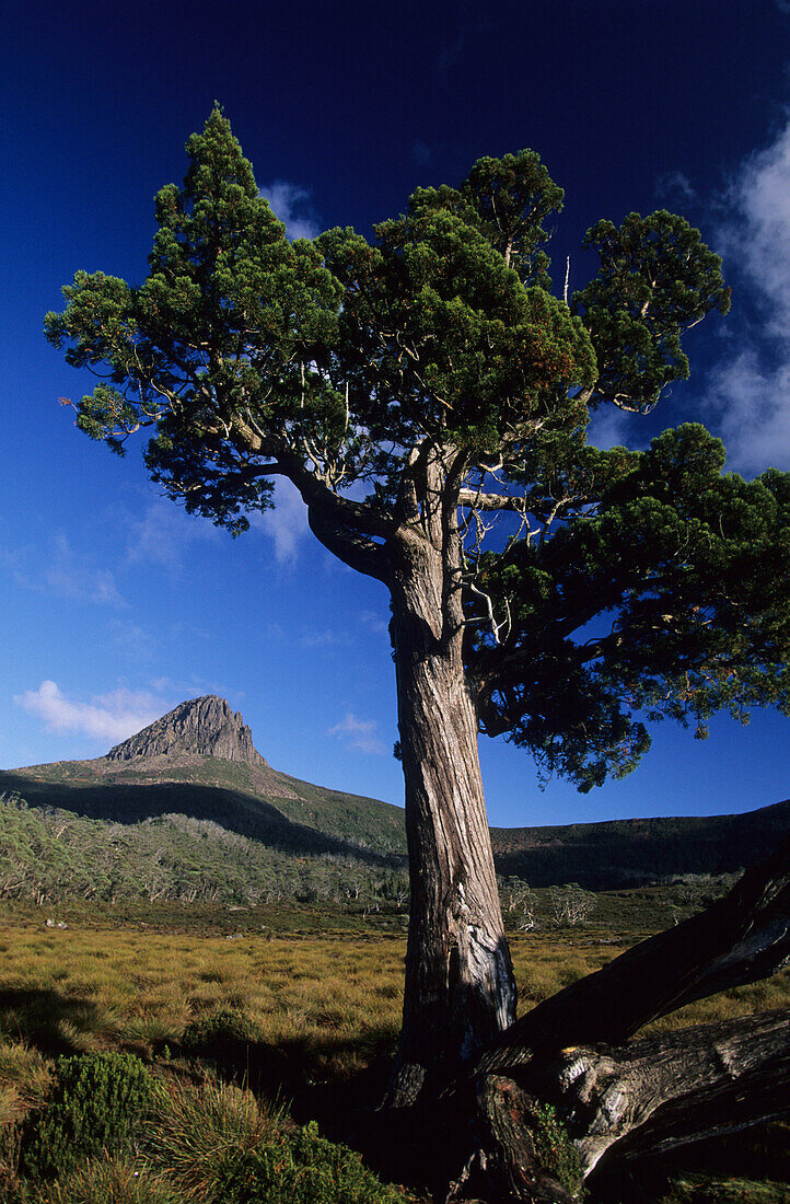 Pencil Pine, Barn Bluff in the background, Cradle Mountain Lake St. Clair National Park, Tasmania, Australia