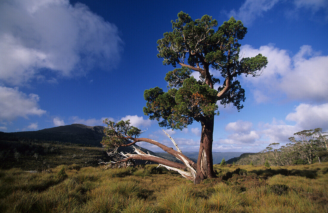 Pencil Pine, Cradle Mountain Lake St. Clair National Park, Tasmania, Australia