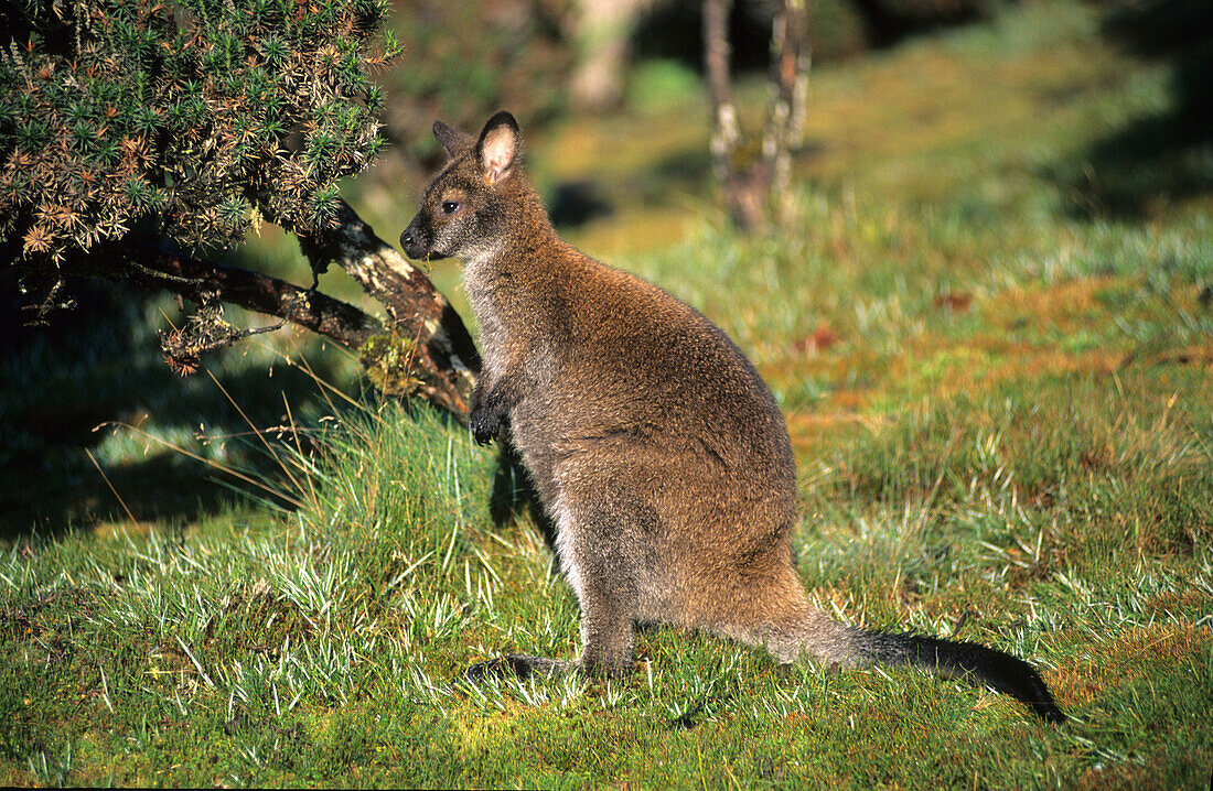 Bennetts Wallaby, Cradle Mountain Lake St. Clair National Park, Tasmania, Australia