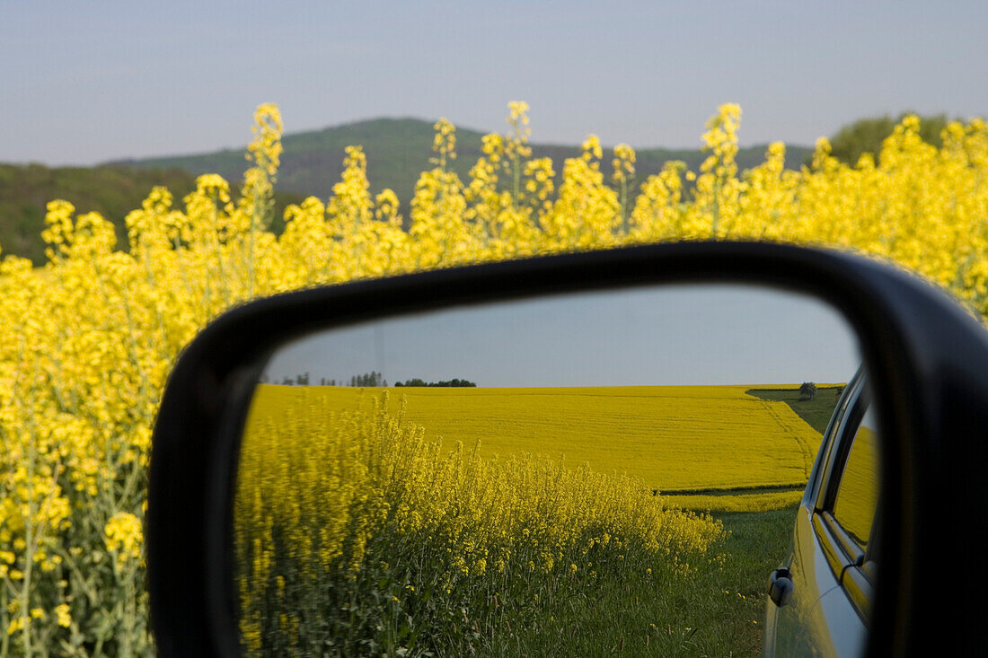 Blooming Canola field in the rear view mirror, Haunetal Wehrda, Hesse, Germany