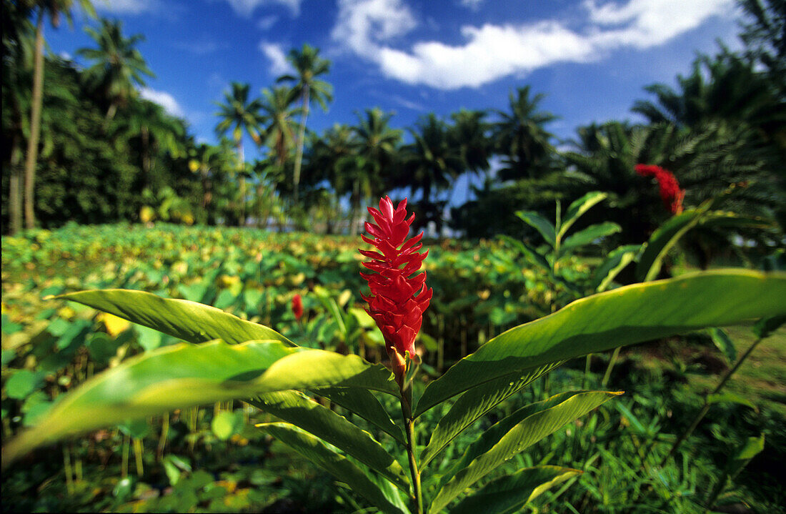 The Botanical Gardens near Papeari, Tahiti, French Polynesia, south sea