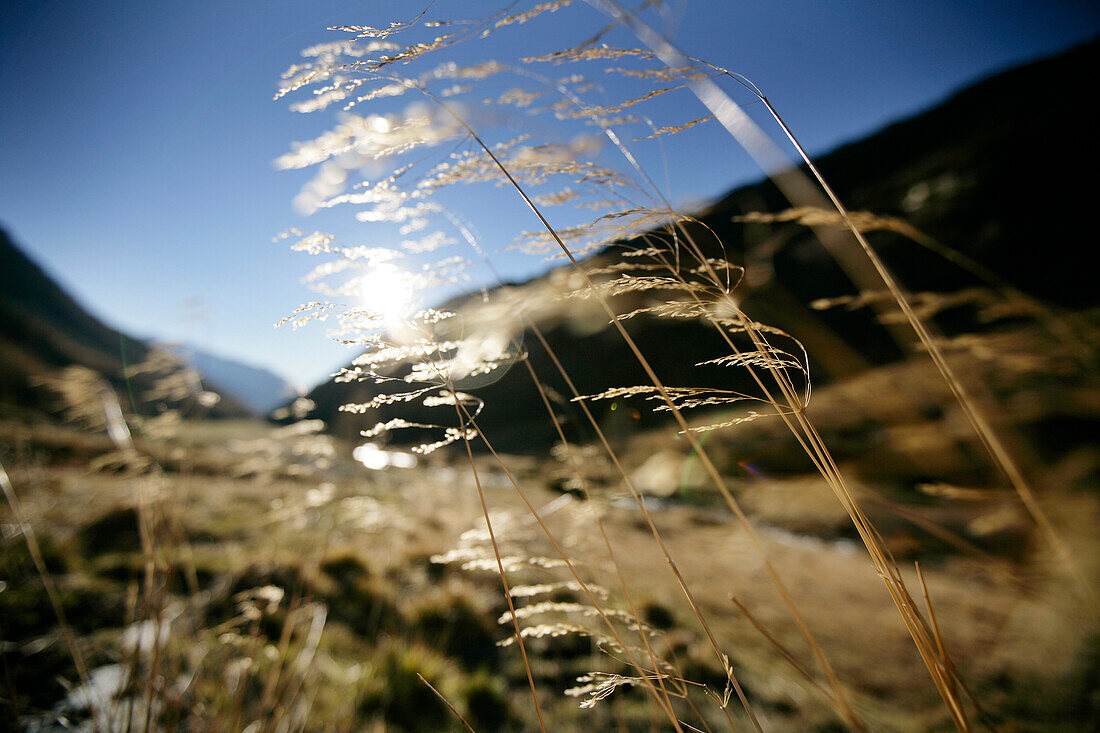 Gräser in der Sonne, Knuttenbachtal bei Bruneck, Südtirol, Italien