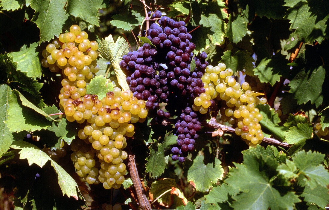 Agriculture grapes wine