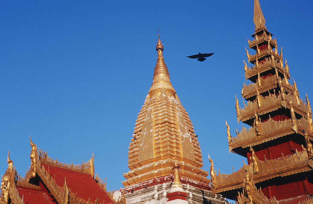  11th Century, Architecture, Asia, Bagan, Bird, Birds, Buddhism, Burma, Color, Colour, Daytime, Eleventh Century, Exterior, Flight, Flights, Fly, Flying, Golden, Myanmar, Outdoor, Outdoors, Outside, Pagoda, Pagodas, Religious architecture, Shwezigon, Shwe