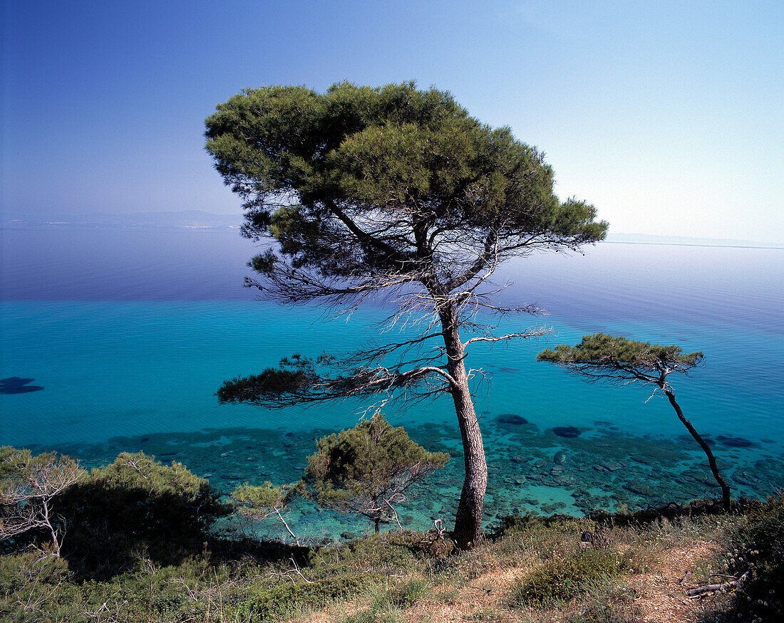 Trees by the sea. Nea Phokea. Chalkidiki. Greece