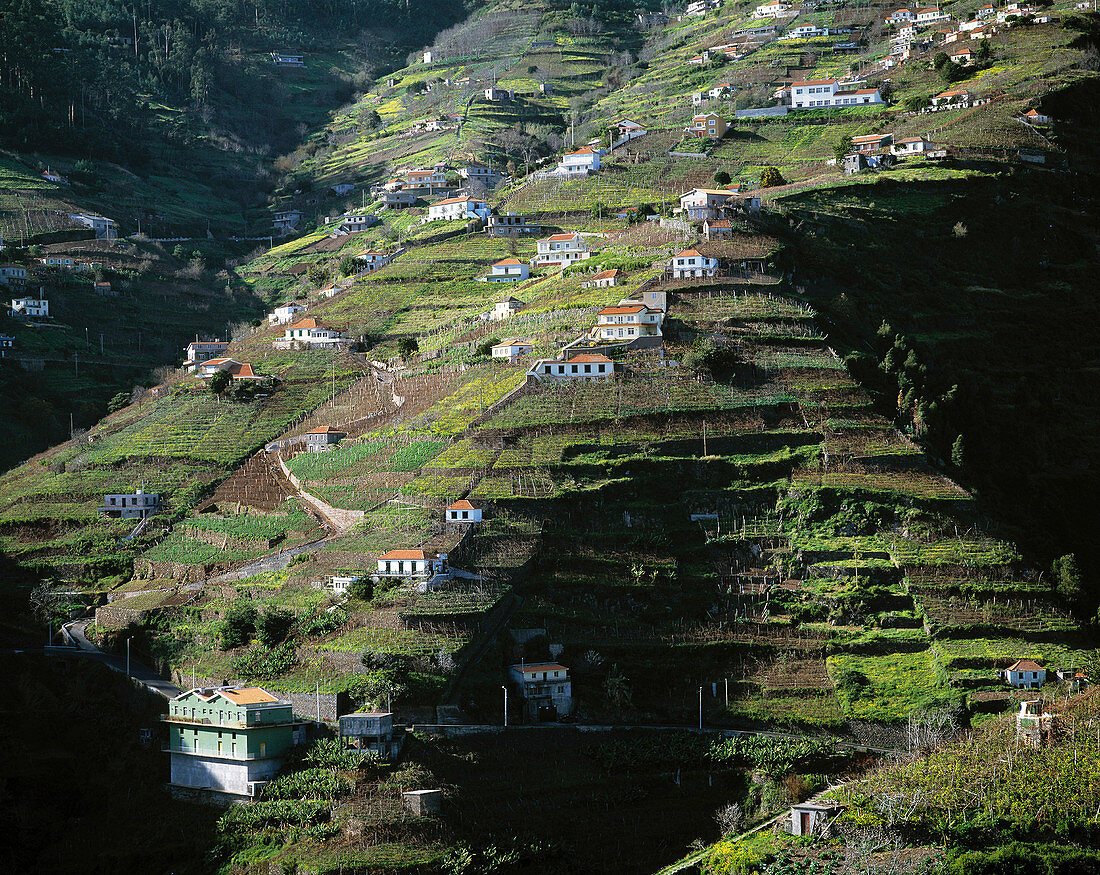 Funchal. Madeira Island. Portugal