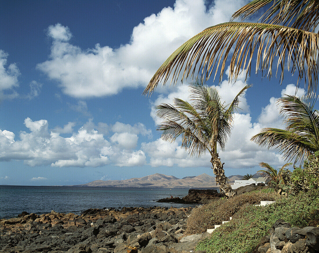 Spain, Canary Islands, Lanzarote, Puerto del Carmen, Playa Blanca, beach, sea, palm