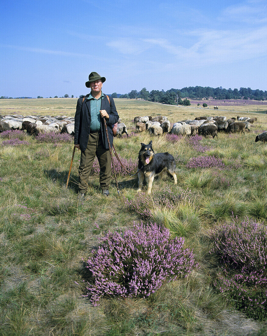 Shepherd, shepherd dog and flock of sheep. Bispingen, Lower Saxony, Germany