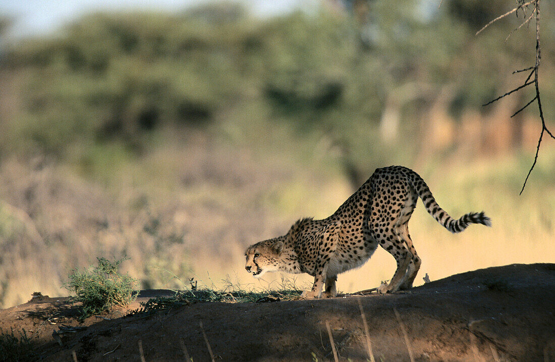 Cheetah (Acinonyx jubatus). Damaraland. Namibia