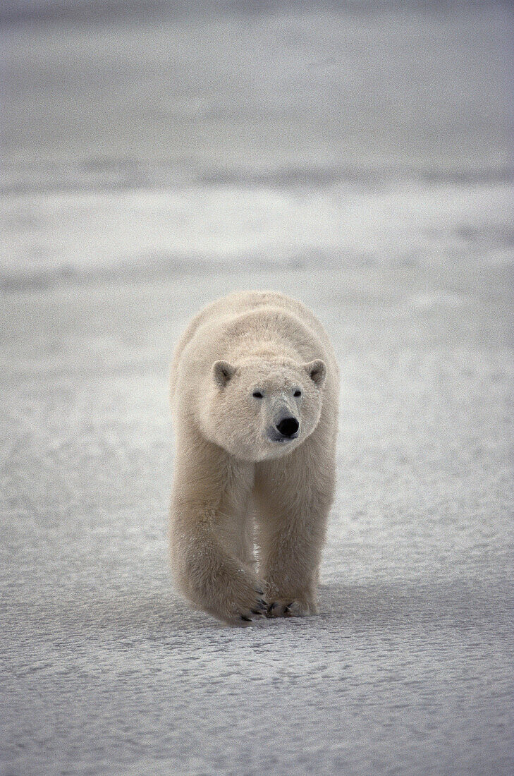 Polar Bear (Ursus maritimus)