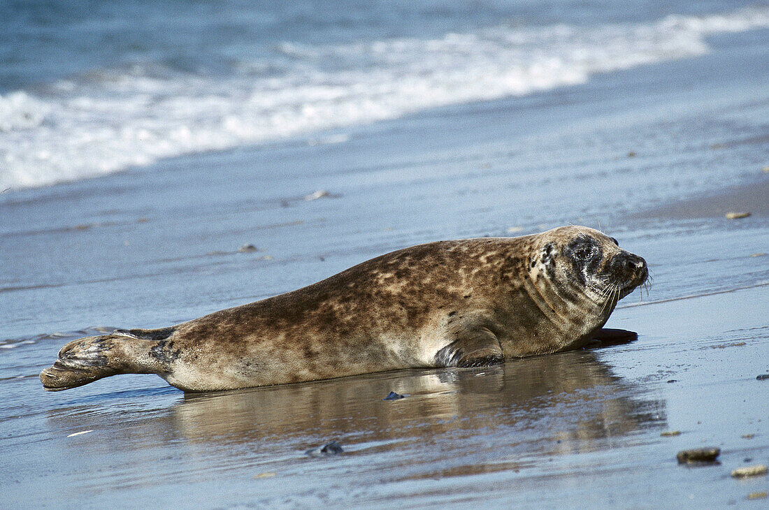 Grey Seal (Halichoerus grypus)