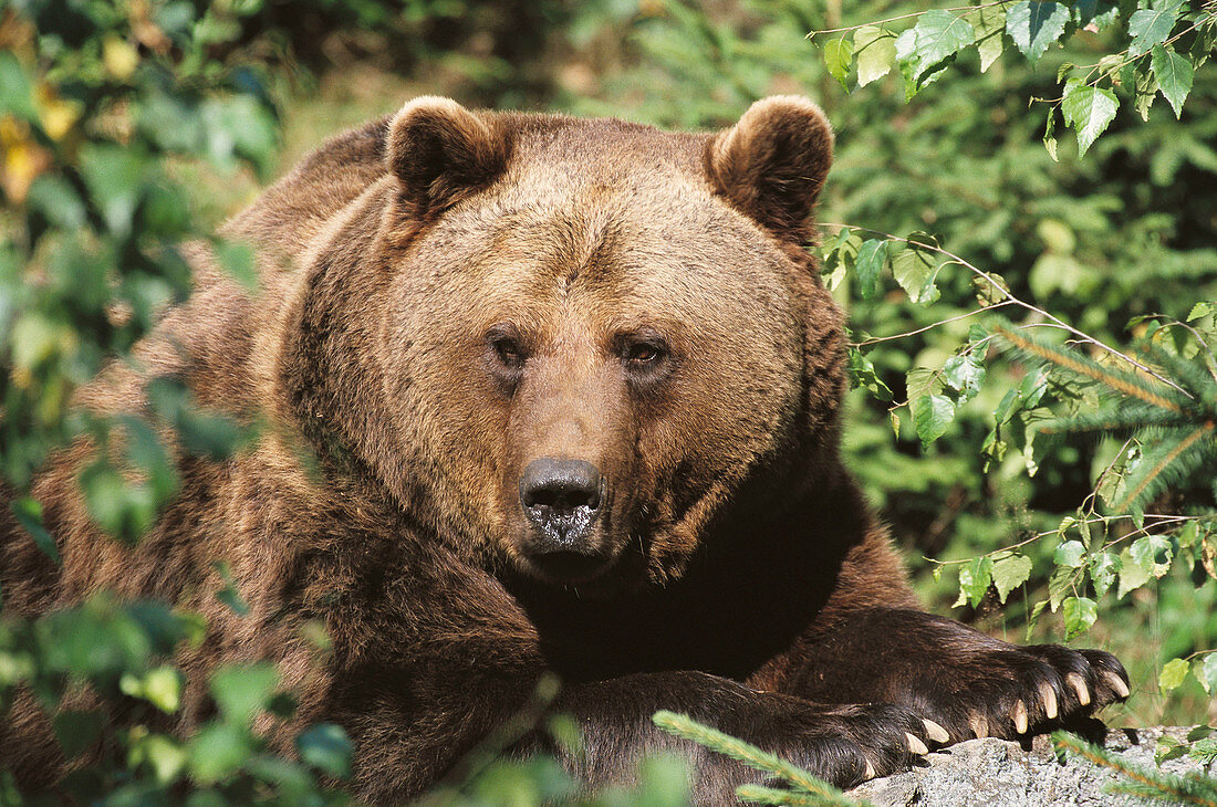 Brown Bear (Ursus arctos)