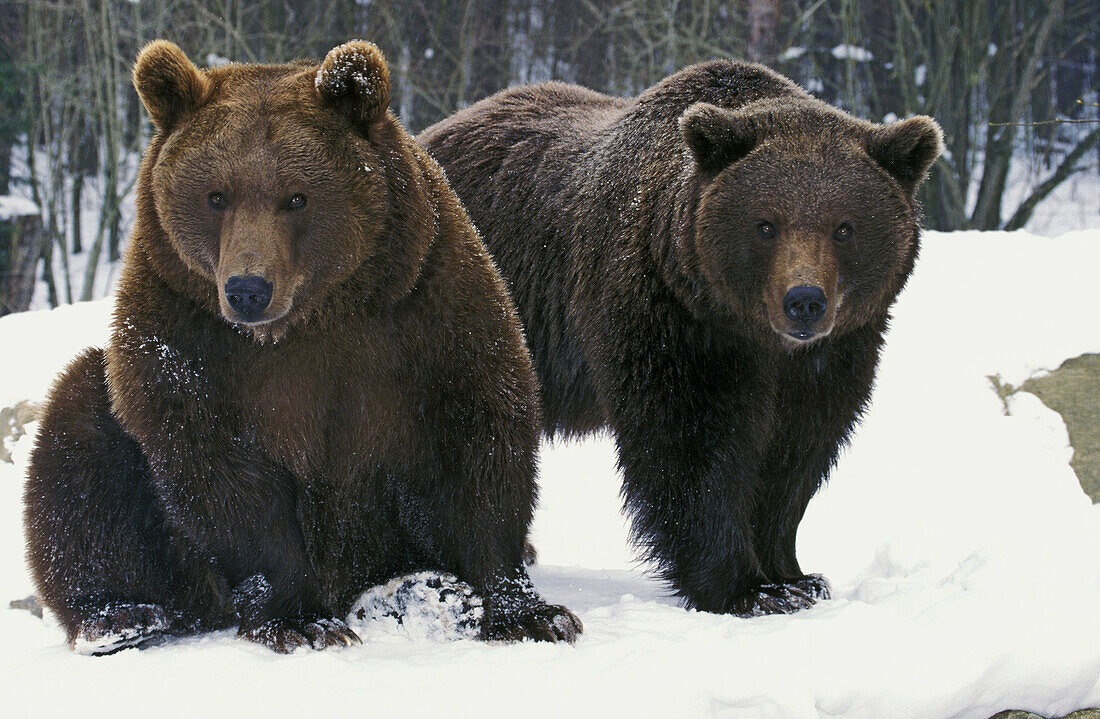 European Brown Bear , Ursus arctos, Adults.