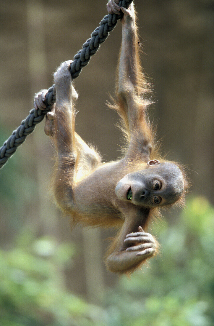 Sumatra Orangutan cub (Pongo pygmaeus abelii).