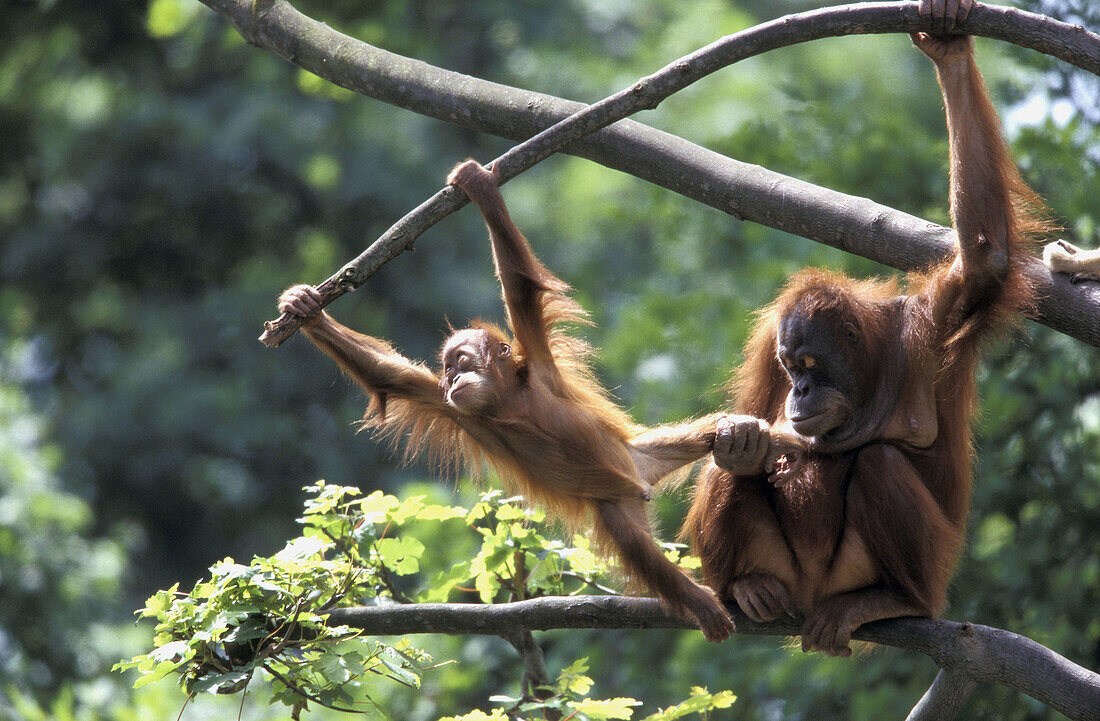 Sumatra-Orangutan with cub, (Pongo pygmaeus abelii).