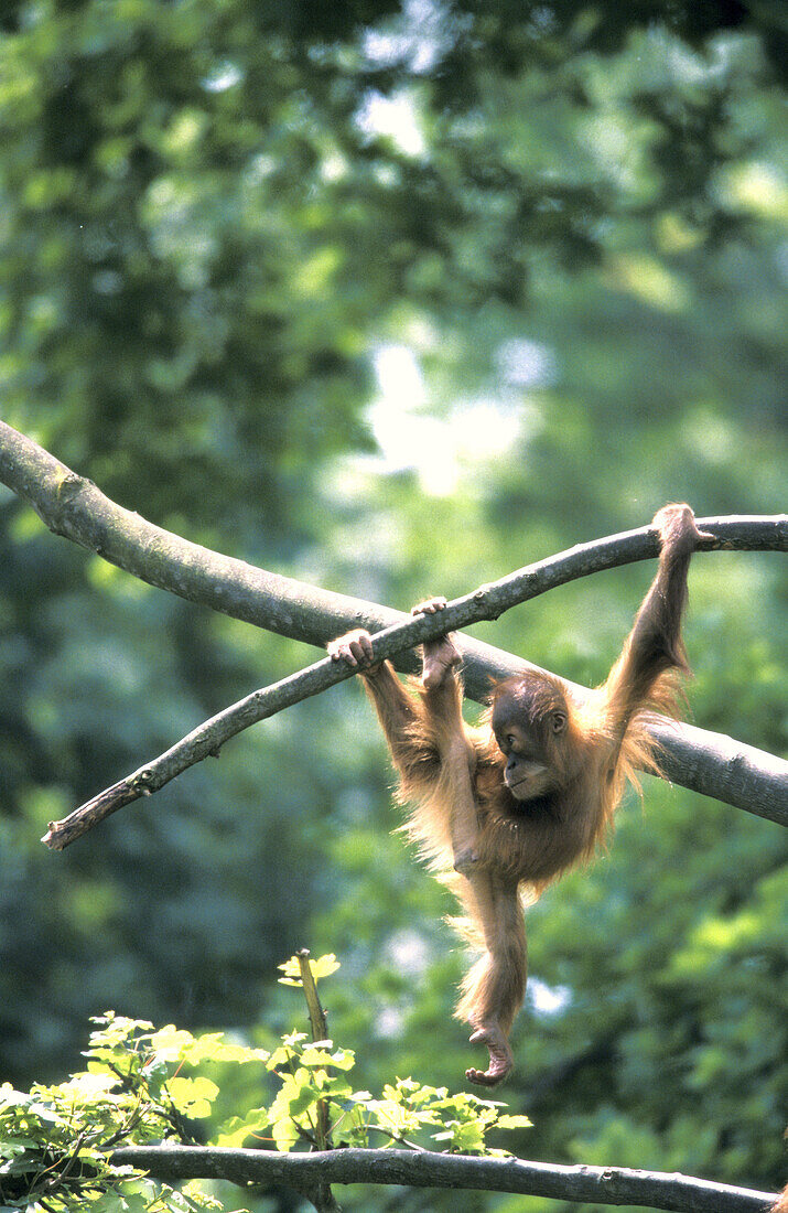 Sumatra Orangutan cub (Pongo pygmaeus abelii).