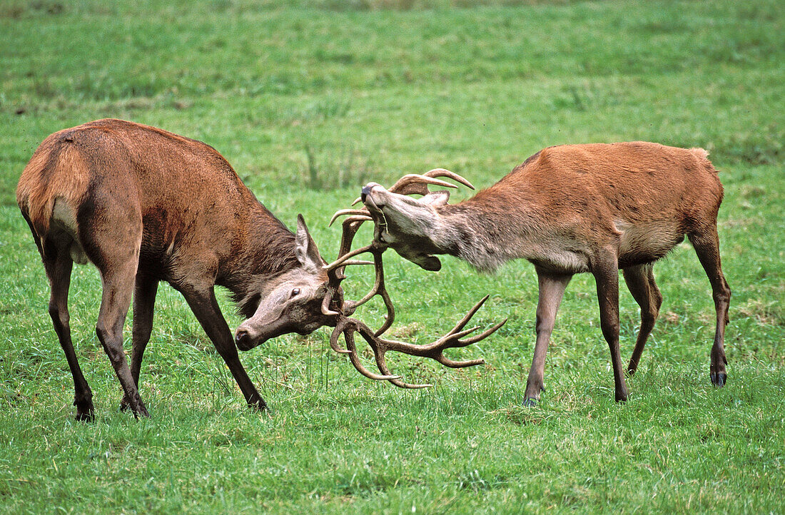 Red Deer, male, fighting (Cervus elaphus).